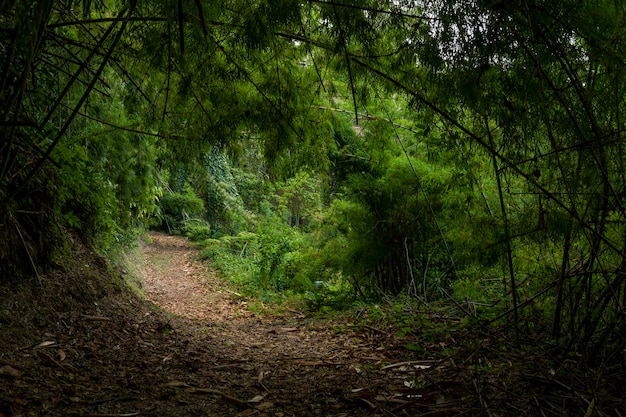 All'interno della foresta pluviale al parco nazionale volcan baru stock photo