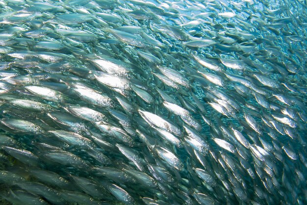 Inside sardine baitball underwater