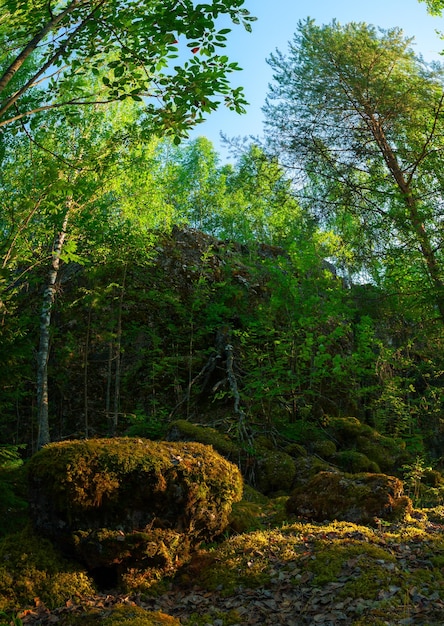 Inside summer mixed Karelian forest