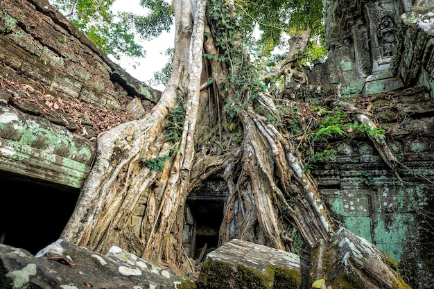 Inside Ta Prohm temple