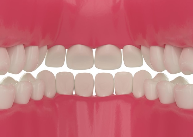 写真 健康な白い歯を揃えた人間の口の中の内面図3dイラスト