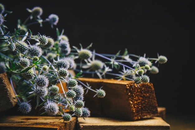 Installatie eryngium op houten blokken op een zwarte achtergrond. stekelige bloemen.