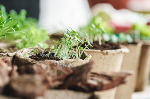 Installatie in de pot van de zaailingsturf op een houten lijst