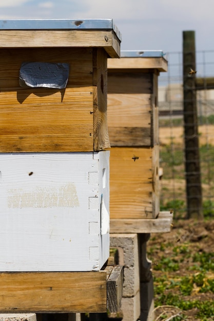 Installatie van bijenkasten op nieuwe locatie.
