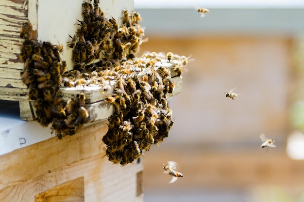 Installation of bee hives at new location.