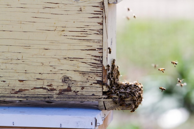 Installation of bee hives at new location.