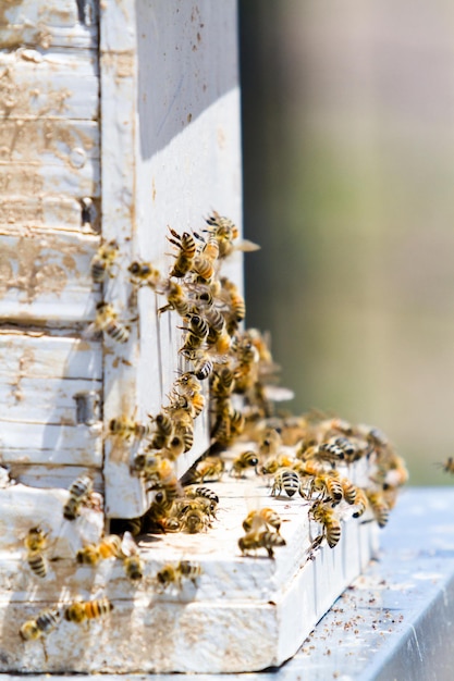 Installation of bee hives at new location.