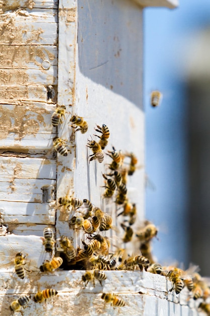 Photo installation of bee hives at new location.