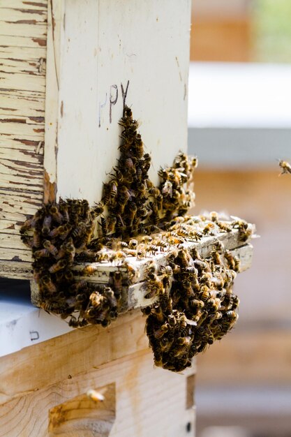 Installation of bee hives at new location.