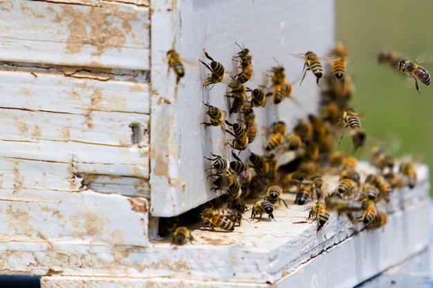 新しい場所にミツバチの巣箱を設置。