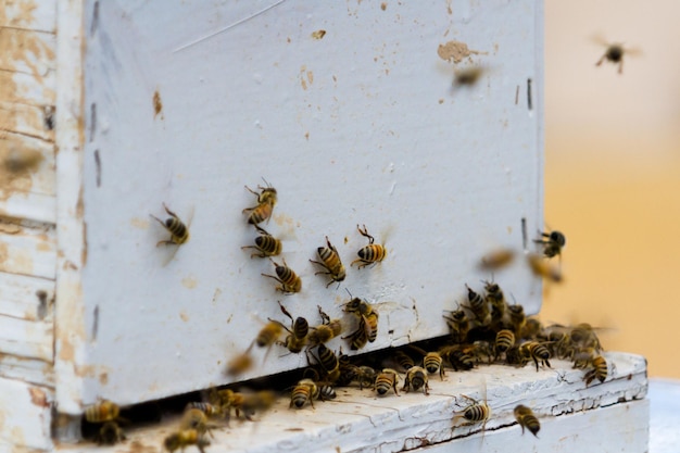 新しい場所にミツバチの巣箱を設置。