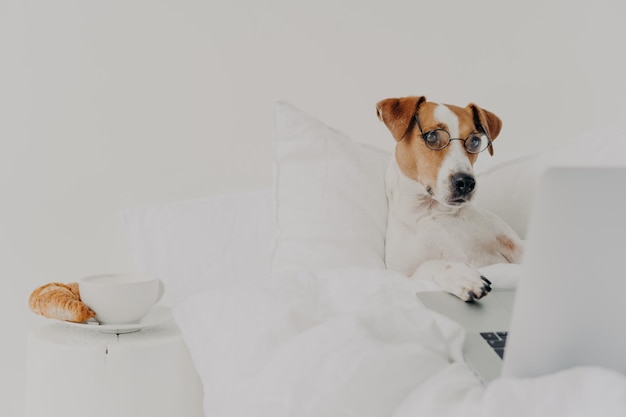 Intelligent breed dog stays in bed and works on laptop computer wears spectacles types with paws on keyboard and focused in screen lies under white quit at home Animals and work concept