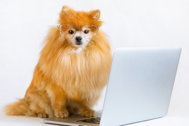 Intelligent, smart, serious dog Pomeranian spitz glasses using laptop, remote work