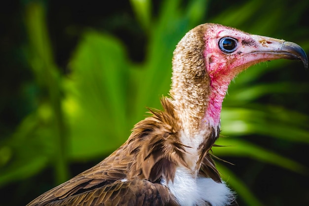 Photo intense gaze closeup of vultures detail scavenger head and large beak