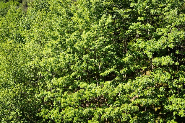 화창한 날 숲의 강렬한 녹색 잎이 많은 나무 자연 자연 배경 개념의 아름다움