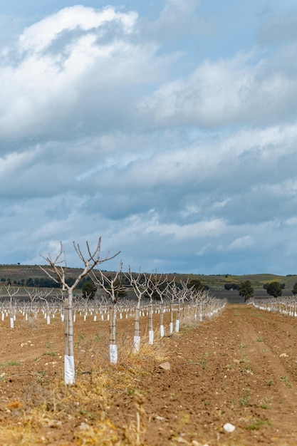 Intensive organic planting with sustainable drip irrigation trees in line