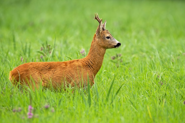 Фото Заинтересованная косуля смотрит в сторону на зеленом лугу летом