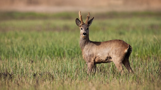 Interested roe deer buck watching on a meadow with green grass in springtime