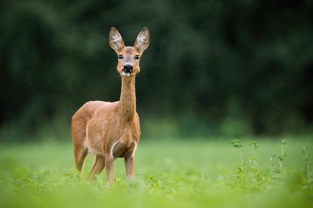 夏の自然の緑の牧草地を見て興味を持ったノロジカ doe