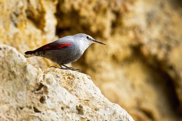 Wallcreeper interessato che si siede sulla cresta rocciosa in fianco di una montagna