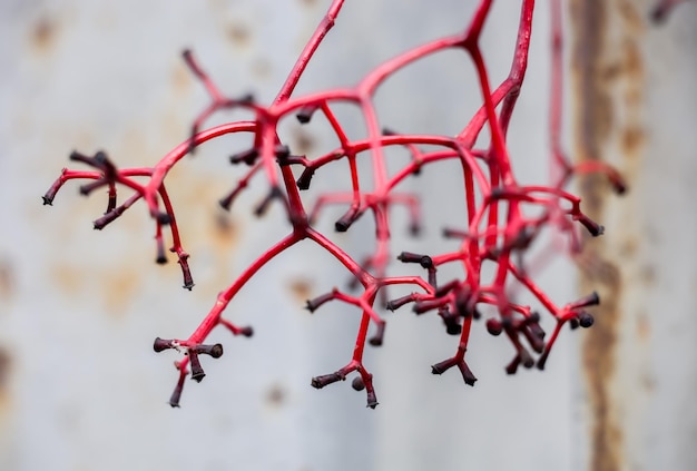 Interesting red plant stem without leaves in autumn