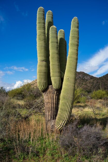 Interesting saguaro cactus closeup
