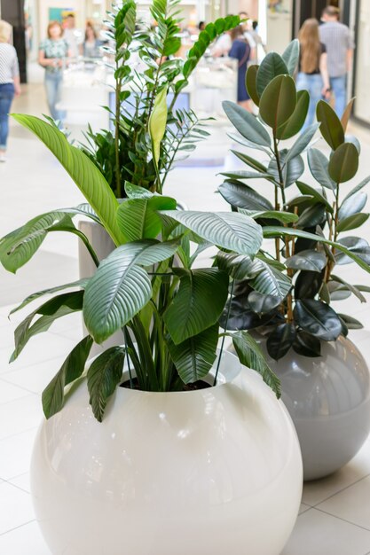 Interesting and unusual pots for plants with rounded shapes. Creative interior.