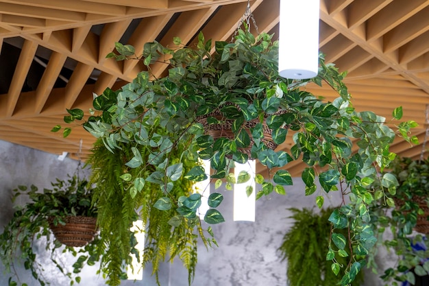 Interieur van een café Versiering van het plafond met hangende binnenplanten Biophilia-concept