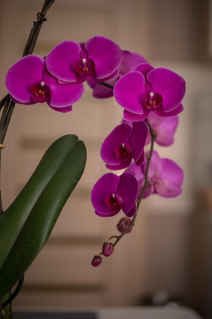 Interieur van woonkamer Paarse orchidee in bloesem bloeiend op tafel Huis versierd met bloemen en