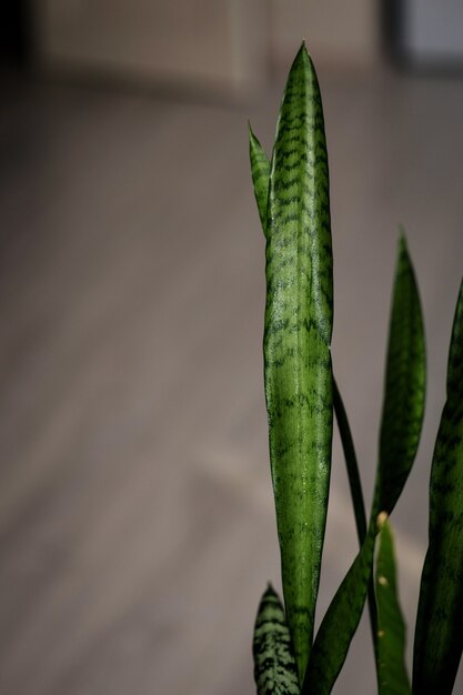 Interieurdecoratie, Sansevieria trifasciata of Slangenplant