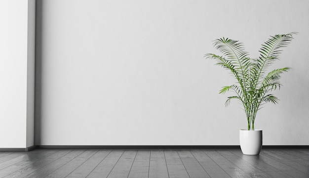interior background with white wall and plant