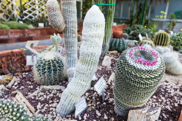 Interior of a cactus greenhouse; detail of the plantation banch