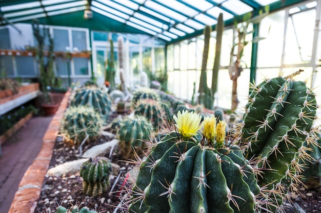 Photo interior of a cactus greenhouse; detail of the plantation banch