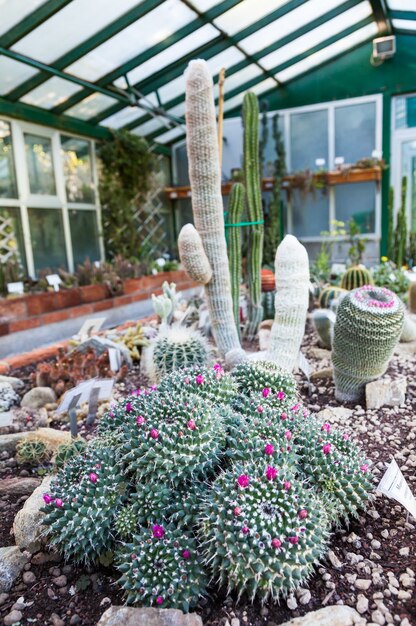 Interior of a cactus greenhouse; detail of the plantation banch