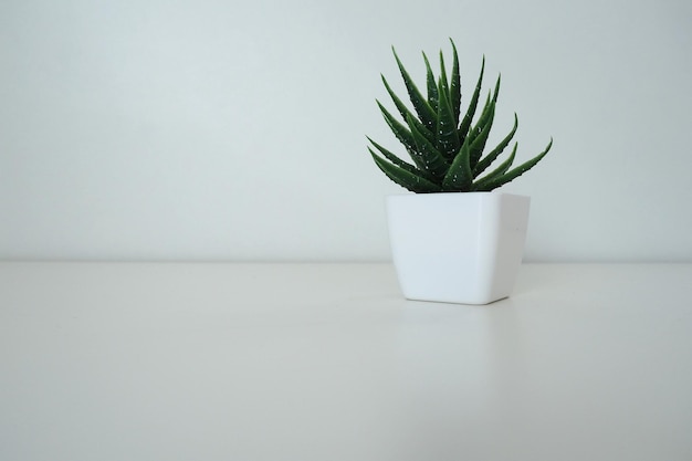 Interior decor Artificial green plant in a white small pot against a white wall Evergreen imitation of aloe or kalanchoe to decorate an office room or apartment