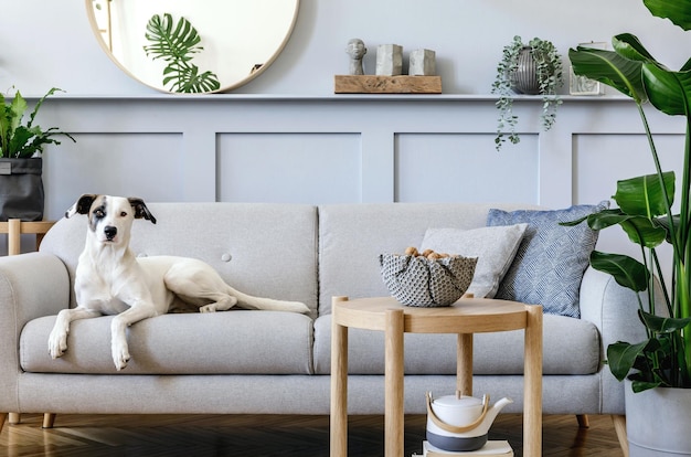 Interior design of living room with stylish grey sofa coffee
table tropical plant mirror decoration pillows and elegant personal
accessories in home decor beautiful dog lying on the couch