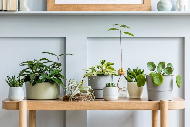 Interior design of living room with wooden console, beautiful composition of plants in different hipster and design pots, books and elegant personal accessories in home garden.