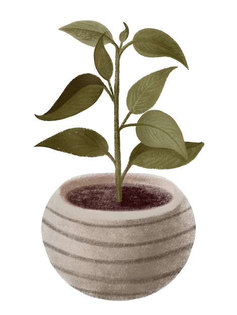 Interior design plant in gray ceramic striped pot, hand draw illustration