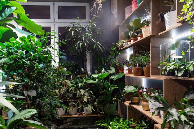 Interior of a flower shop selling potted plants of exotic flowers