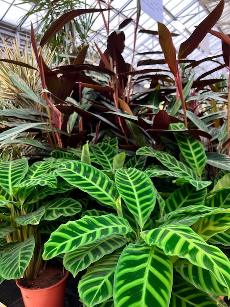 室内照片卖家里的花园中心植物树木和花朵树苗早春种植季节从里面园艺商店