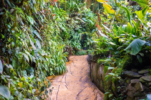 Interior of the giant greenhouse with tropic plants in botanic garden prague europe