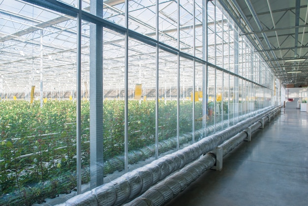 Interior of industrial greenhouse with glass wall and tubes, pipeline