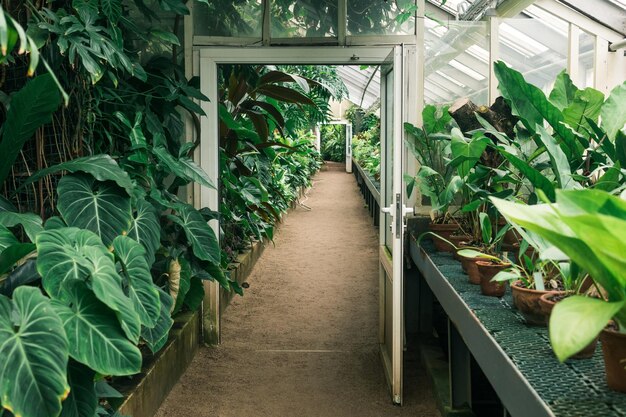 Foto interno di una grande serra con una collezione di piante tropicali