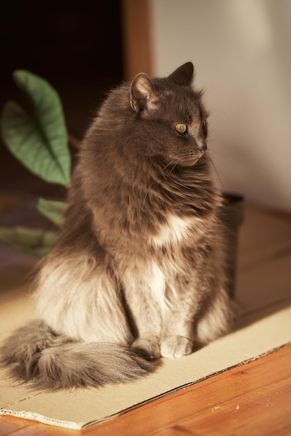 Interior portrait of a grey male cat Concept of keeping home pets inside the house