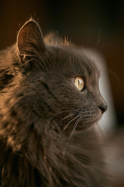 Interior portrait of a grey male cat Concept of keeping home pets inside the house