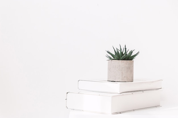 Photo interior style home decor with tree and book on white wall background