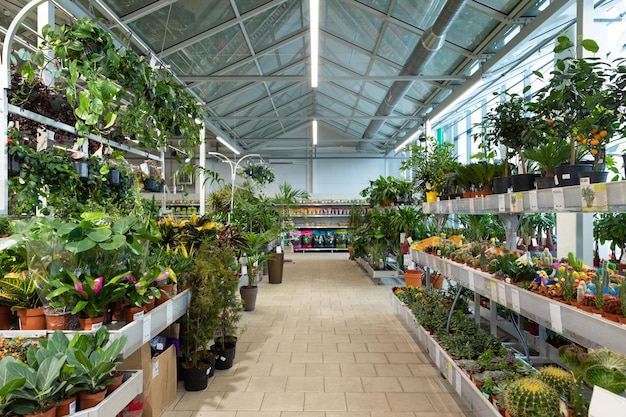 Interior of a wholesale store selling potted plants and green spaces