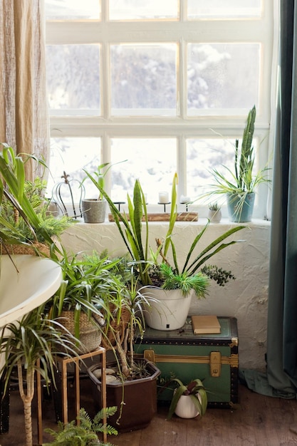 Interior with green plants in flowerpots