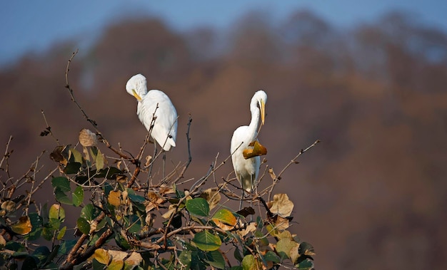 Foto intermediaire egrets die nestmateriaal verzamelen