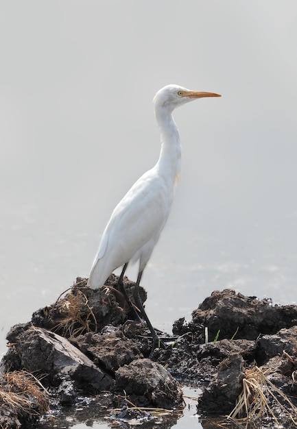 写真 沼地のチュウサギ鳥